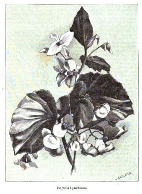 B. cyathophora